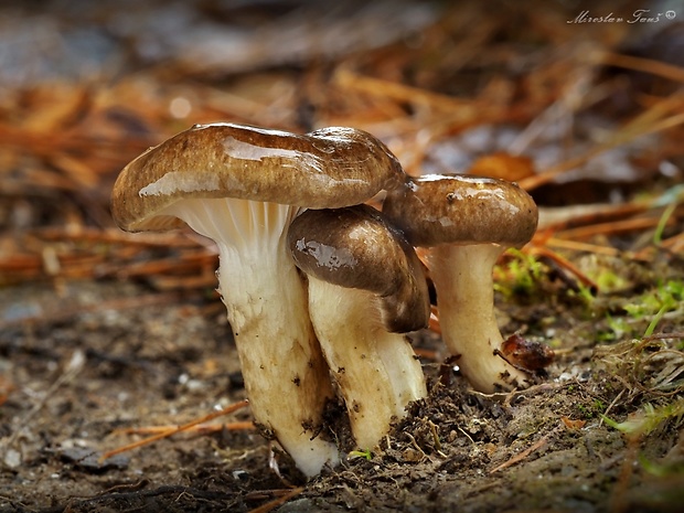 šťavnačka mrazová Hygrophorus hypothejus (Fr.) Fr.