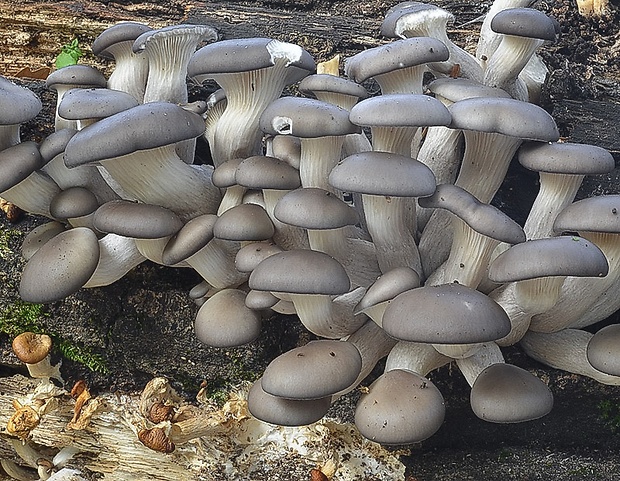 hliva ustricovitá Pleurotus ostreatus (Jacq.) P. Kumm.