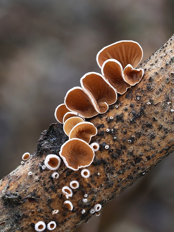 škľabka plstnatá Schizophyllum amplum (Lév.) Nakasone