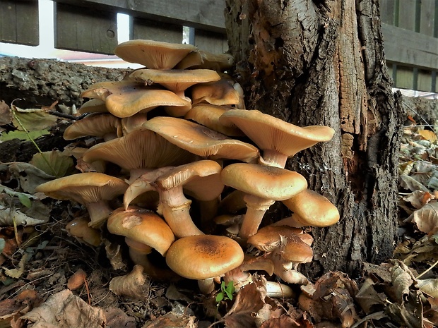 podpňovka Armillaria sp.