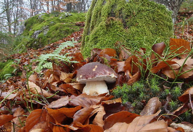 hríb sosnový Boletus pinophilus Pil. et Dermek in Pil.