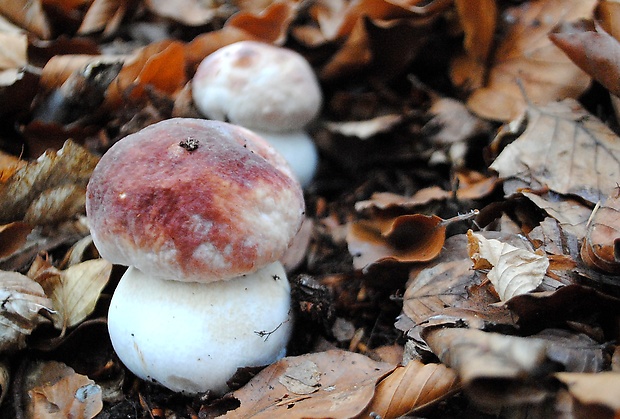 hríb sosnový Boletus pinophilus Pil. et Dermek in Pil.