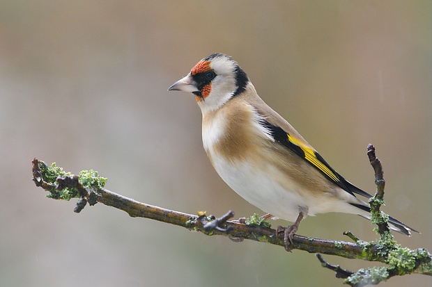 stehlík pestrý Carduelis carduelis