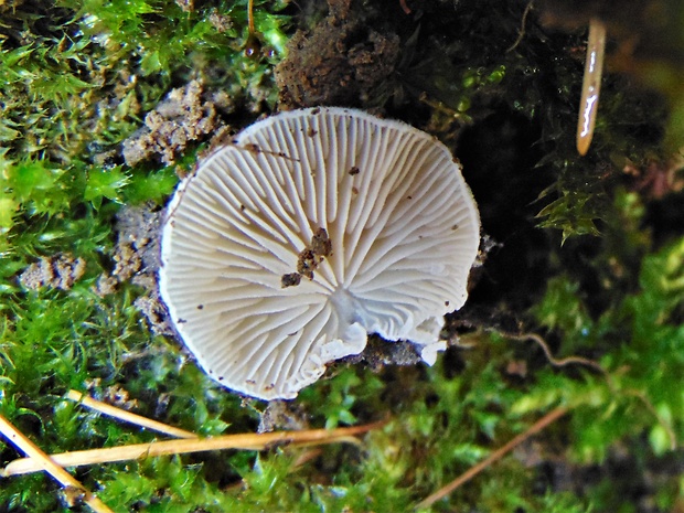 pahliva ? Crepidotus sp.