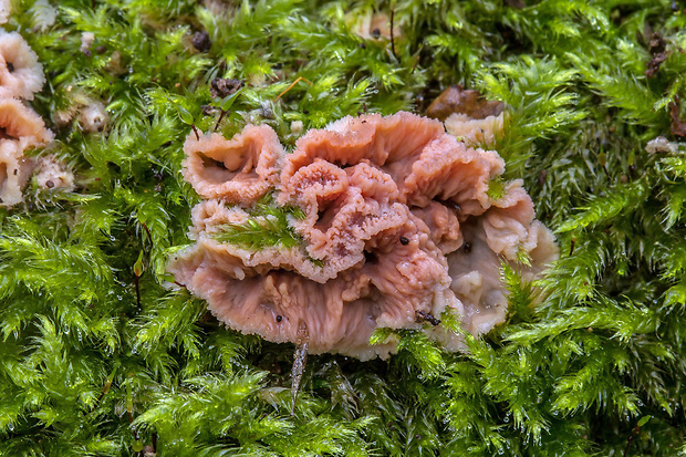 drevomorka rôsolovitá Phlebia cf. tremellosa (Schrad.) Nakasone & Burds.