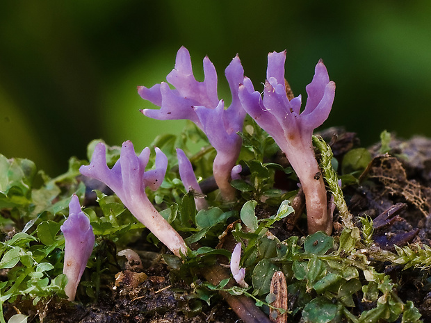 pastrapačka fialová Ramariopsis pulchella (Boud.) Corner