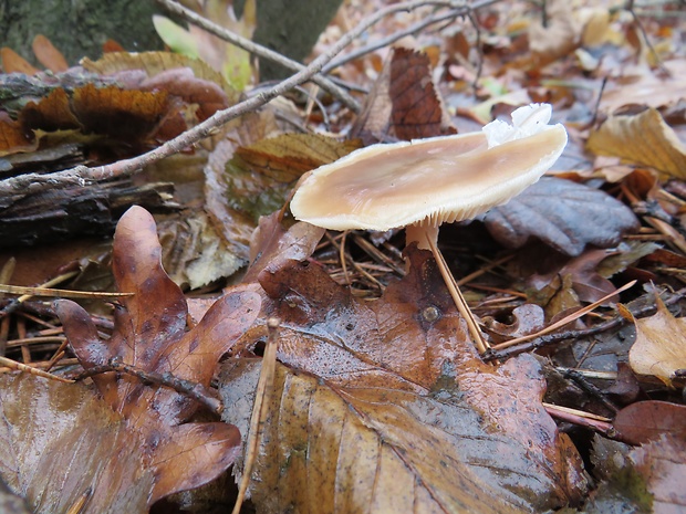 peniazovka maslová Rhodocollybia butyracea (Bull.) Lennox