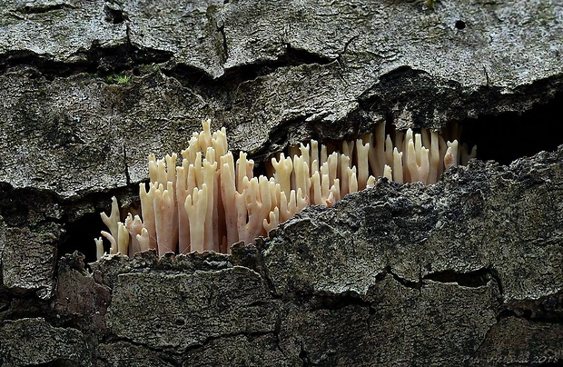 korunovec svietnikovitý Artomyces pyxidatus (Pers.) Jülich