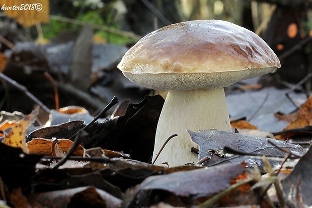 hríb smrekový Boletus edulis Bull.