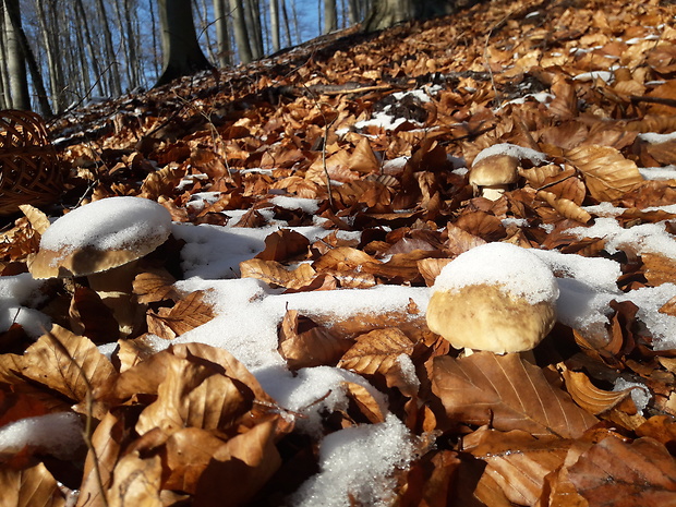 hríb dubový Boletus reticulatus Schaeff.