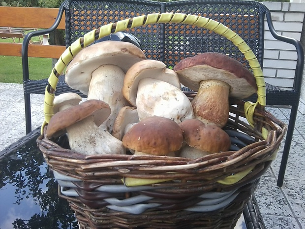 hrib obycajny - dubak Boletus