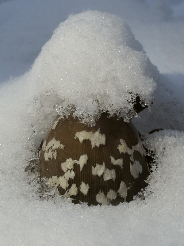 hnojník strakatý Coprinopsis picacea (Bull.) Redhead, Vilgalys & Moncalvo