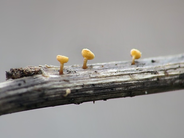 čiašovka Crocicreas sp.