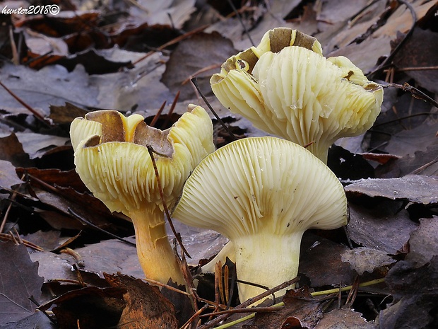 šťavnačka mrazová Hygrophorus hypothejus (Fr.) Fr.