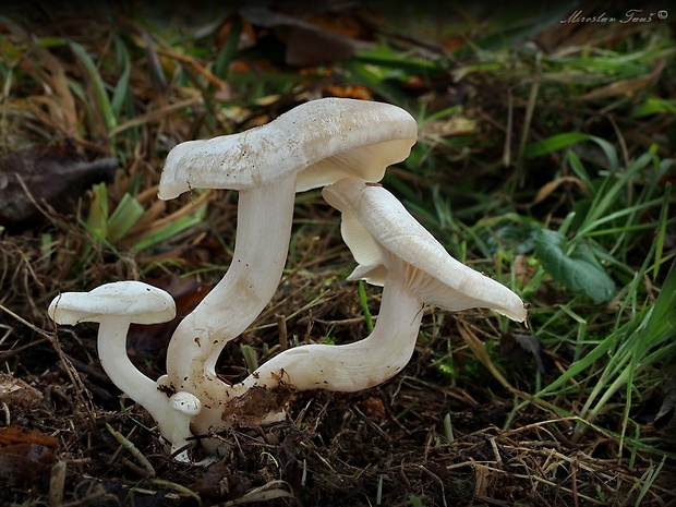 strmulec biely Lyophyllum connatum (Schumach.) Singer