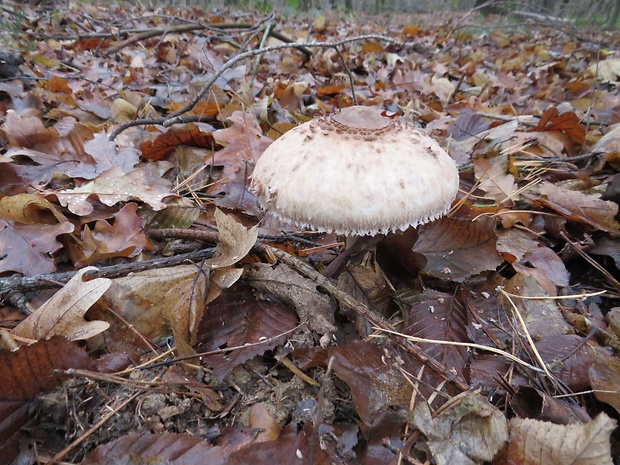 bedľa vysoká Macrolepiota procera (Scop.) Singer