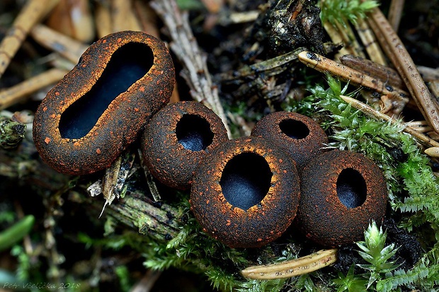 pakorienkovka čierna Plectania melastoma (Sowerby) Fuckel