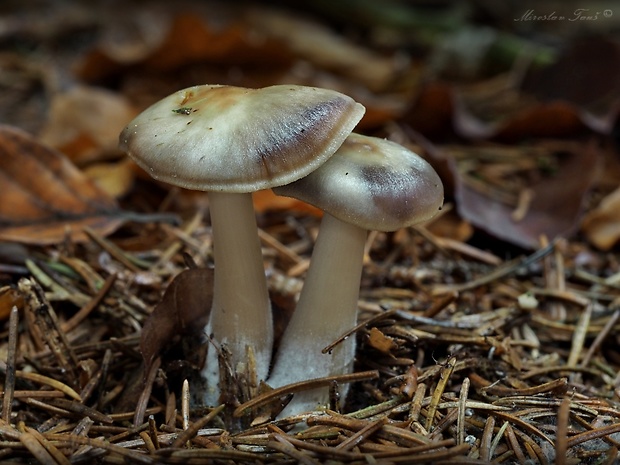 peniazovka maslová Rhodocollybia butyracea (Bull.) Lennox