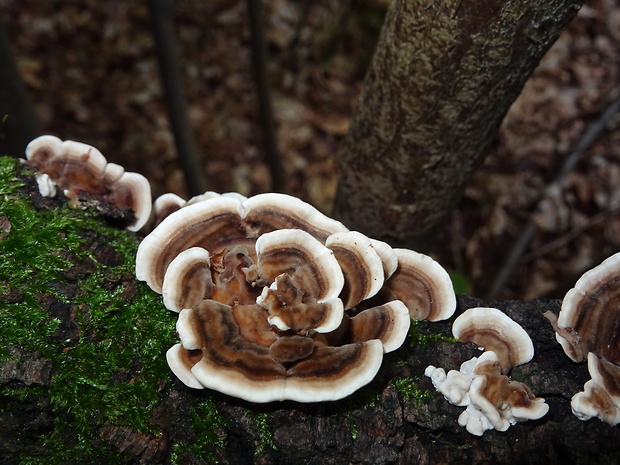 trúdnikovec pestrý Trametes versicolor (L.) Lloyd