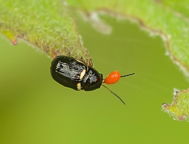 krytohlav Cryptocephalus strigosus