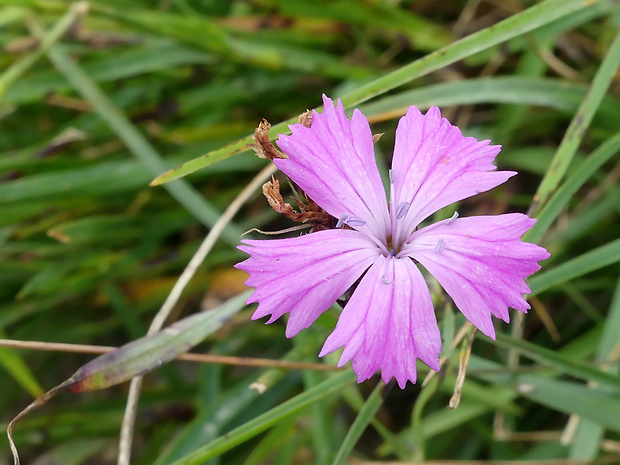 klinček kartuziánsky horský Dianthus carthusianorum subsp. subalpinus (Rehmann) Májovský et Králik