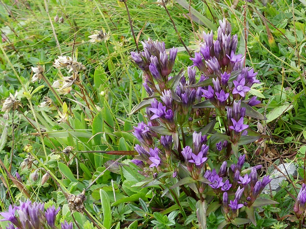 horček fatranský Gentianella fatrae (Borbás) Holub