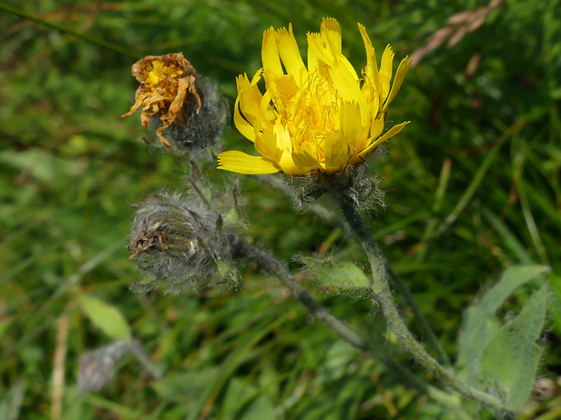 jastrabník huňatý Hieracium villosum Jacq.