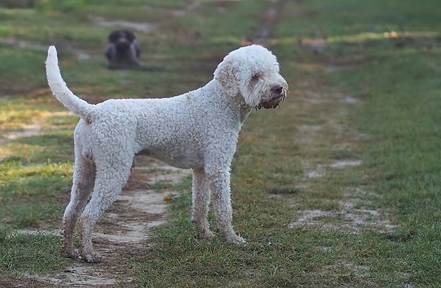 Lucio & Dona Lagotto Romagnolo