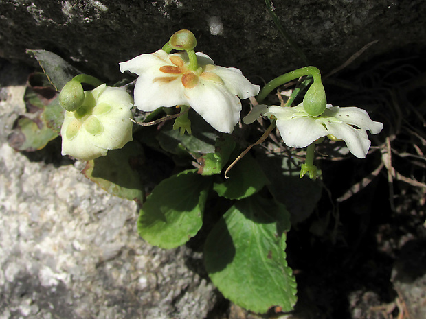 jednokvietok veľkokvetý Moneses uniflora (L.) A. Gray