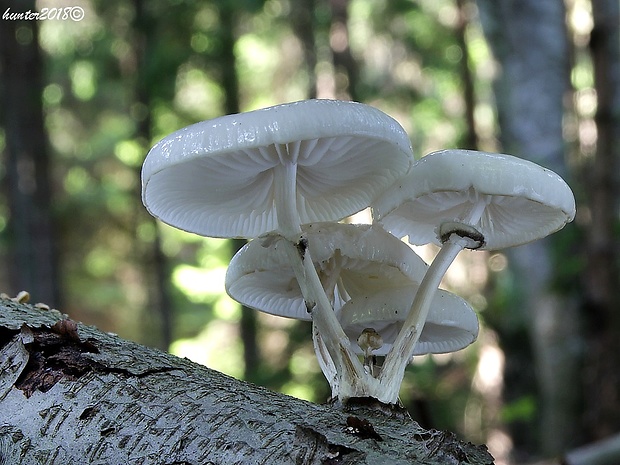 sliznačka obyčajná Mucidula mucida (Schrad.) Pat.