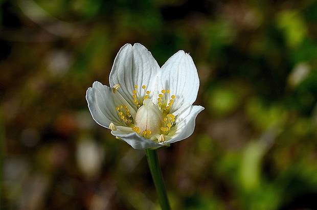 bielokvet močiarny Parnassia palustris L.