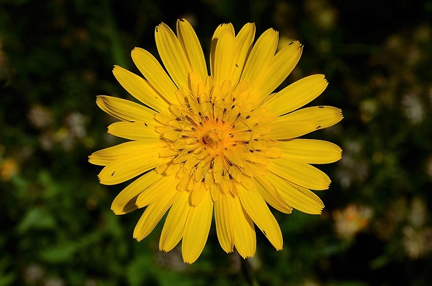 kozobrada východná Tragopogon orientalis L.