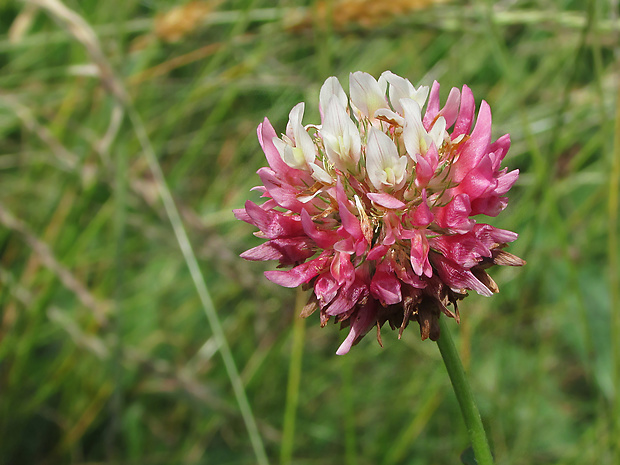 ďatelina hybridná Trifolium hybridum L.