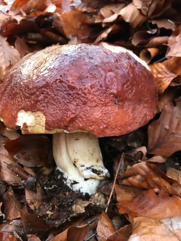 hríb smrekový Boletus edulis Bull.