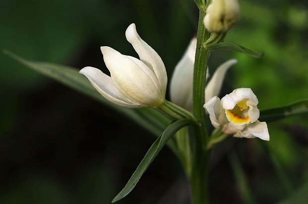 prilbovka biela Cephalanthera damasonium (Mill.) Druce