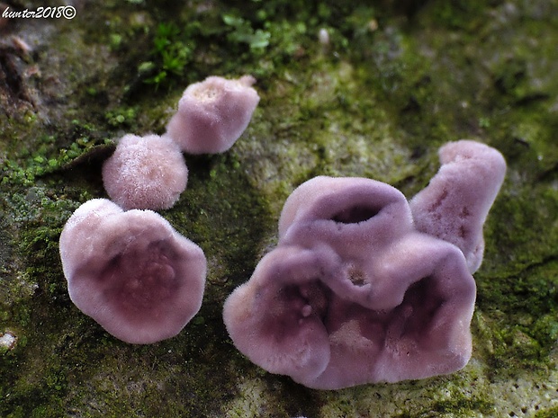 pevníkovec purpurový Chondrostereum purpureum (Pers.) Pouzar