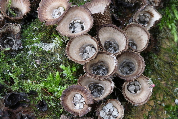 čiaškovec pásikavý Cyathus striatus (Huds.) Willd.