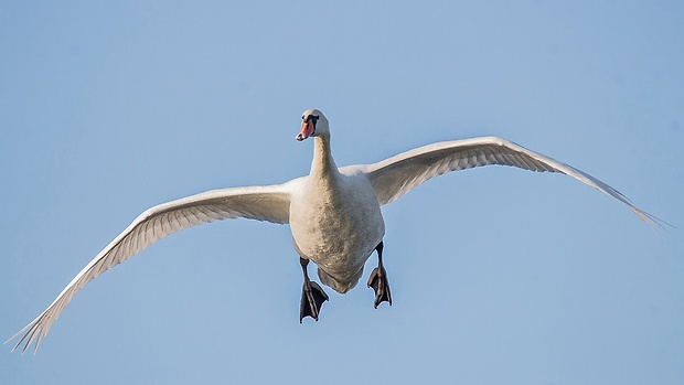 labuť hrbozobá   Cygnus olor