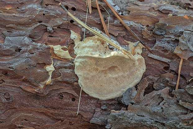 trúdnikovník borovicový Dichomitus cf. squalens (P. Karst.) D.A. Reid