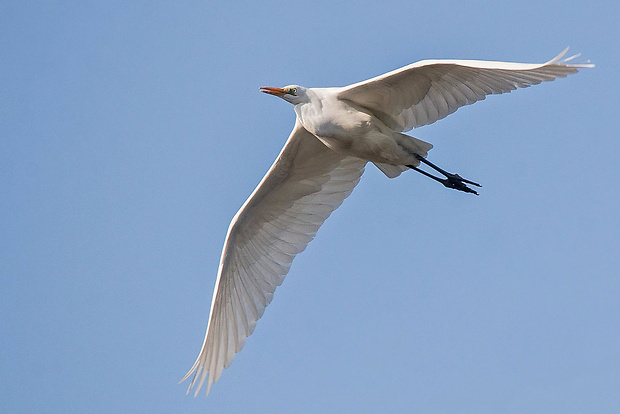 volavka biela   Egretta alba