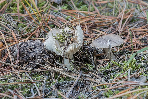 šťavnačka mrazová Hygrophorus hypothejus (Fr.) Fr.