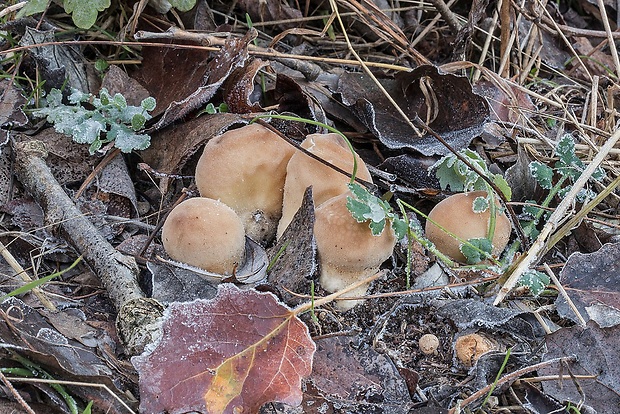 prášnica Lycoperdon sp.