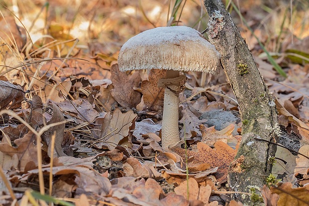 bedľa Macrolepiota sp.