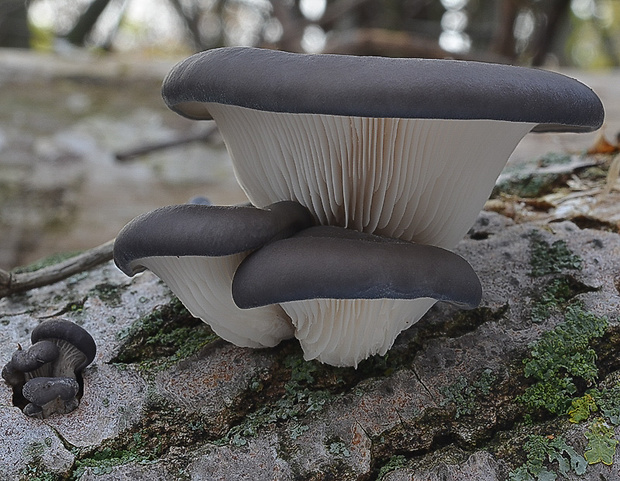 hliva ustricovitá Pleurotus ostreatus (Jacq.) P. Kumm.