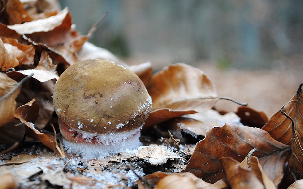 hríb zrnitohlúbikový Sutorius luridiformis (Rostk.) G. Wu & Zhu L. Yang