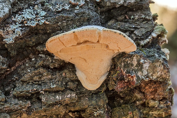 tvarohovec belostný Tyromyces chioneus (Fr.) P. Karst.