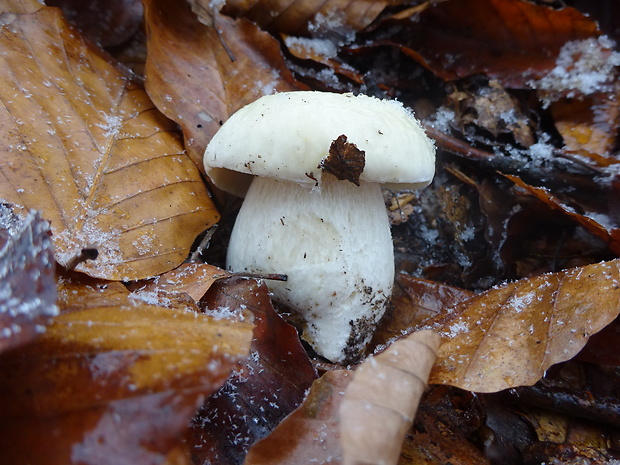 hríb smrekový Boletus edulis Bull.