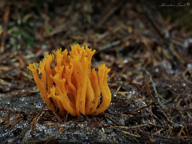 parôžkovec lepkavý Calocera viscosa (Pers.) Fr.