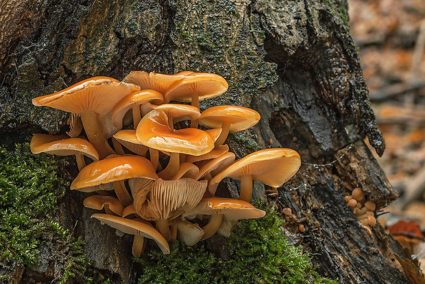 plamienka Flammulina sp.