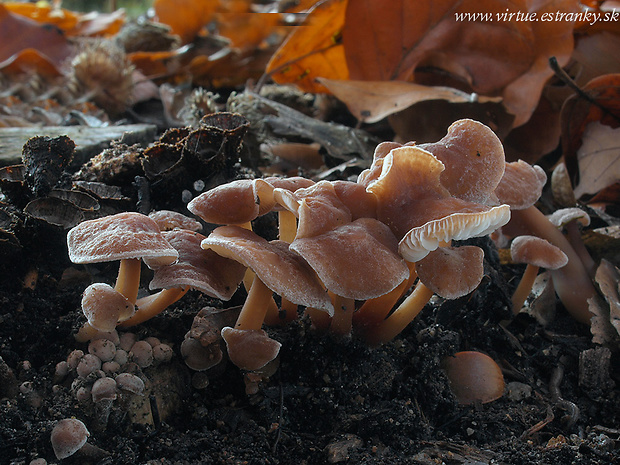 peniazovka dubová Gymnopus cf. dryophilus (Bull.) Murrill